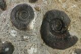 Plate of Devonian Ammonite Fossils - Morocco #291026-2
